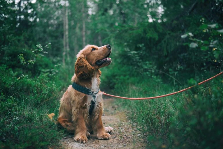 english-cocker-spaniel-puppy-sitting-on-ground-beside-grass-1254140 (1)
