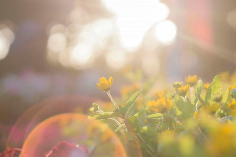 sunlight with bokeh effect